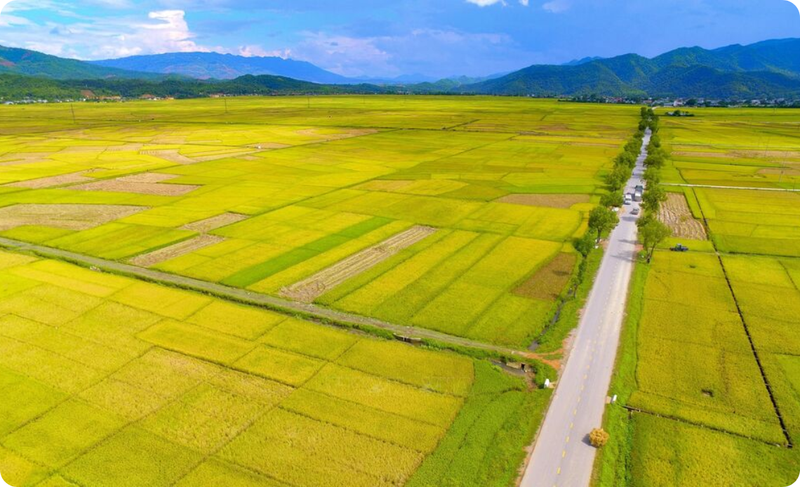 Muong Thanh, le plus grand champ du Nord-Ouest